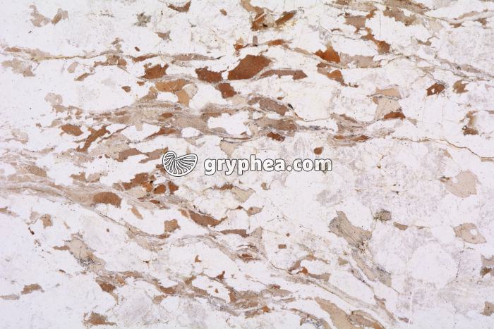 Gneiss à 2 micas (Limousin) LPNA x3,5 - gryphea.com